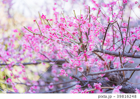 快晴 梅の花 梅 ピンクの花 ピンク 初春の花 濃いピンク 日本の花 満開 春の訪れ の写真素材