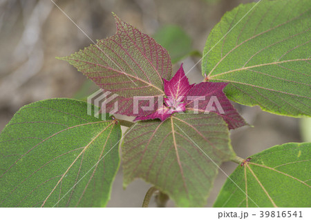 アカメガシワ アカメガシワ 39816541