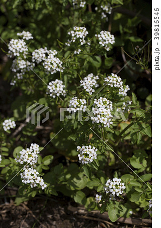 オオバタネツケバナ 39816546