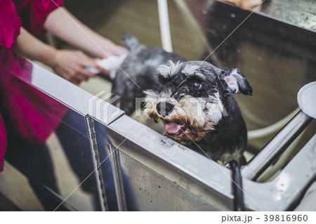 ペットトリマー 犬のトリミング ペットトリマー 犬のトリミング 39816960