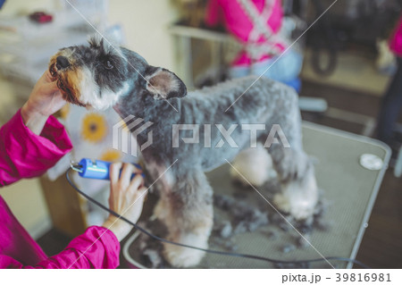 ペットトリマー 犬のトリミング 39816981