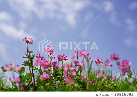 蓮華草 蓮華草 39816992