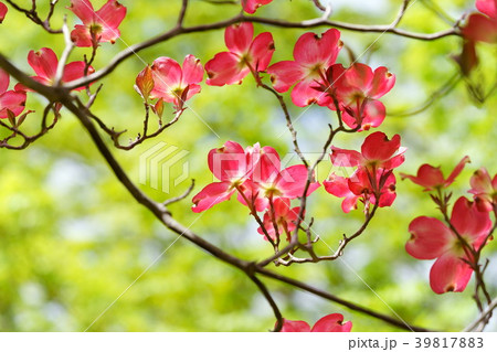 新緑背景ハナミズキノ輝き8 新緑背景ハナミズキノ輝き8 39817883