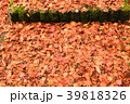 紅葉 39818326