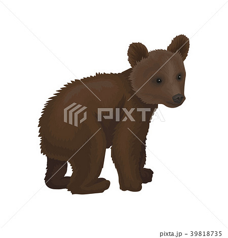 Little Bear Cub Wild Northern Forest Animal Vectorのイラスト素材