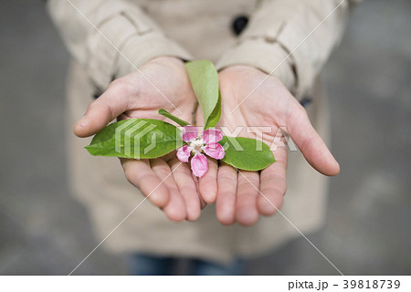 花梨の花を差し出す女性の手の写真素材