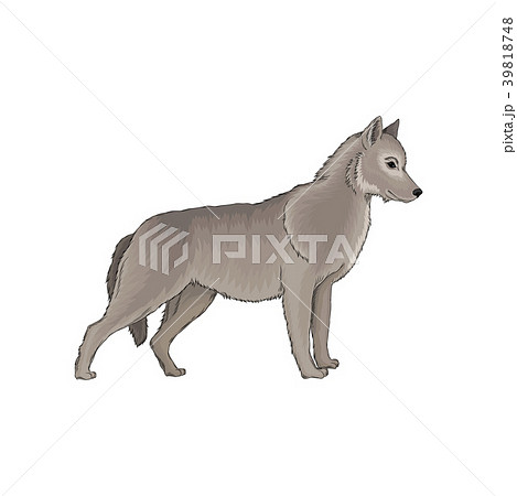 Grey wolf wild forest animal vector Illustration 39818748