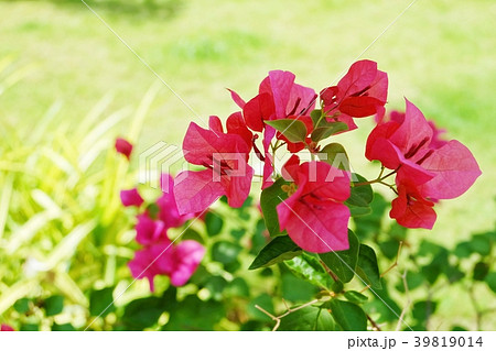Pink Bougainvillea Flowers or Paper Flower on Tree Pink Bougainvillea Flowers or Paper Flower on Tree 39819014