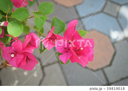 Pink Bougainvillea Flowers or Paper Flower on Tree 39819018