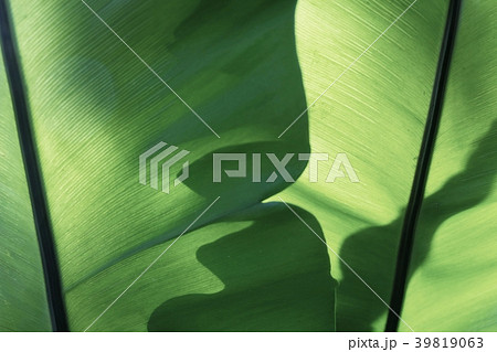 The Horizontal of Green Leaf Textured Background 39819063