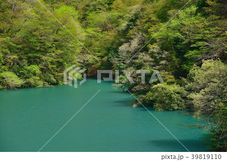 初春の宮ケ瀬湖 初春の宮ケ瀬湖 39819110
