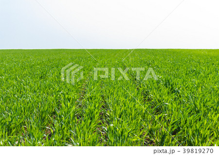young wheat field on sunny day in spring young wheat field on sunny day in spring 39819270
