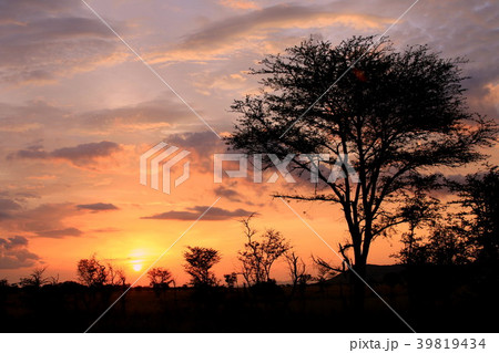 セレンゲティの夕日の写真素材