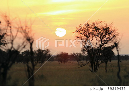 セレンゲティの夕日 セレンゲティの夕日 39819435