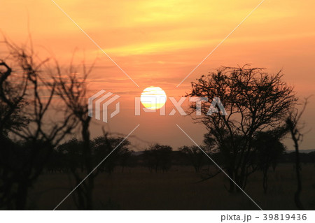 セレンゲティの夕日 セレンゲティの夕日 39819436