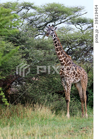 セレンゲティ国立公園 39819464