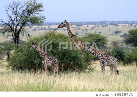 セレンゲティ国立公園 セレンゲティ国立公園 39819470