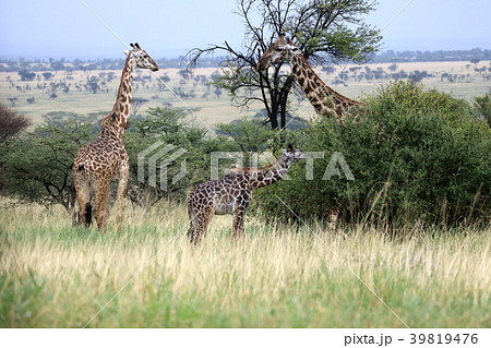 セレンゲティ国立公園 39819476