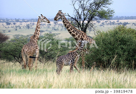 セレンゲティ国立公園 39819478