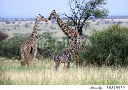 セレンゲティ国立公園 39819479