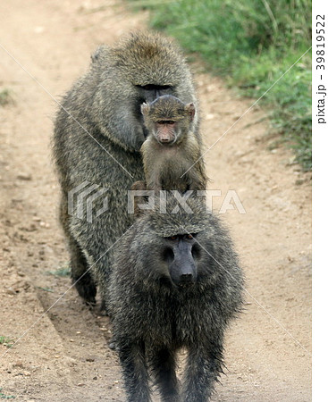 セレンゲティ国立公園 セレンゲティ国立公園 39819522