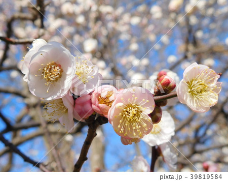 梅の花  思いのまま 39819584