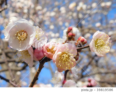 梅の花 思いのまま 梅の花 思いのまま 39819586