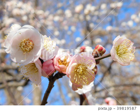 梅の花  思いのまま 39819587