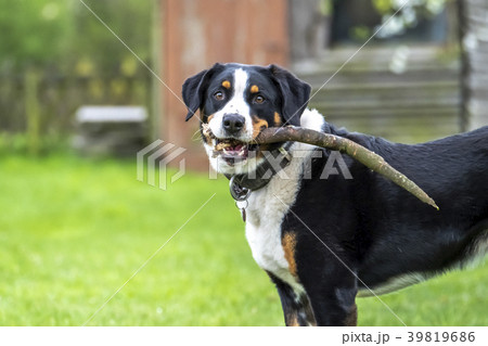 Bernese Mountain Dog playing with wood stick 39819686
