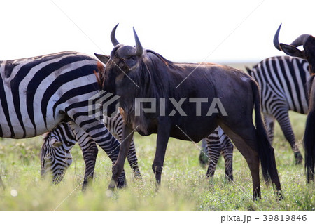 セレンゲティ国立公園 39819846