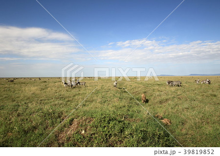 セレンゲティ国立公園 39819852