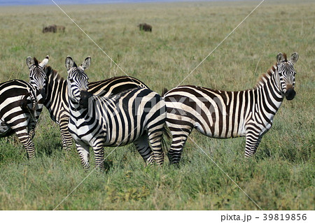セレンゲティ国立公園 39819856