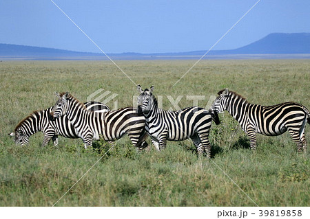セレンゲティ国立公園 39819858