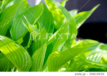 ギボウシ3 ギボウシ3 39819930