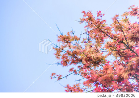 Red maple leaves in autumn season with sky blurred 39820006