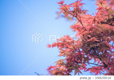 Red maple leaves in autumn season with sky blurred Red maple leaves in autumn season with sky blurred 39820010