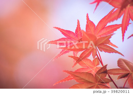 Red maple leaves in autumn season with sky blurred 39820011