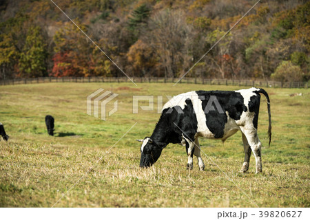 江原道 乳牛 動物 39820627
