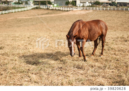 平昌郡 韓国 大関嶺 39820628