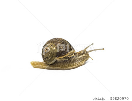 garden snail isolated on white background garden snail isolated on white background 39820970