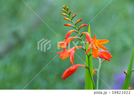 モントブレチア 夏の花 モントブレチア 夏の花 39821022