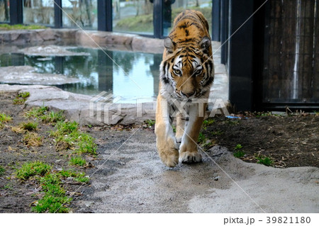 398 Tattoos Tigers Stock Photos, High-Res Pictures, and Images