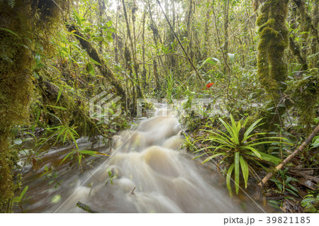 Floodwater pouring through the rainforest.  39821185