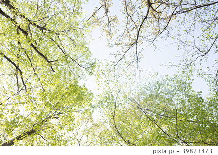 新緑 新緑 39823873
