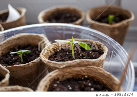 Image of peat pots with seedlings 39823874