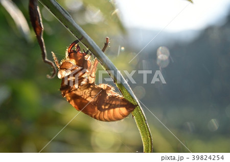 セミの脱け殻 39824254