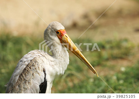 Mycteria Ibis - African wood stork Mycteria Ibis - African wood stork 39825105