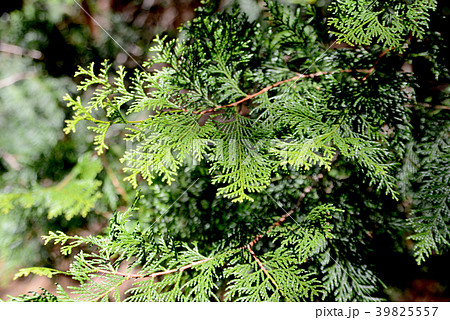 ヒノキの葉 ヒノキの葉 39825557