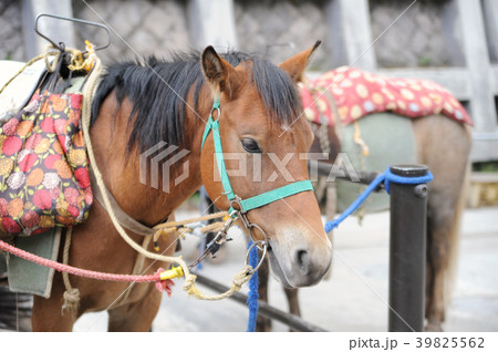 可愛い目 39825562