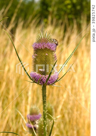 Wild plant, teasel 39825742